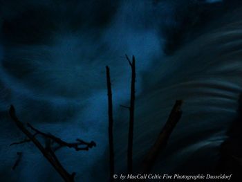 Close-up of silhouette plant against sky at night