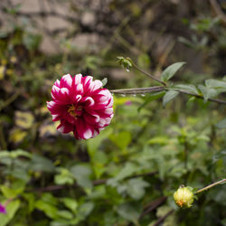 Close-up of pink flowering plant