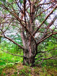 Trees growing in forest