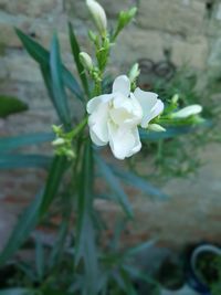 Close-up of white rose