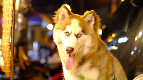 Close-up portrait of a dog