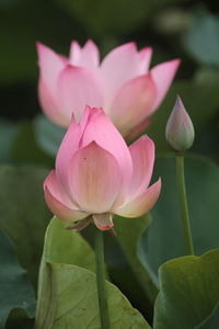 Close-up of pink lotus