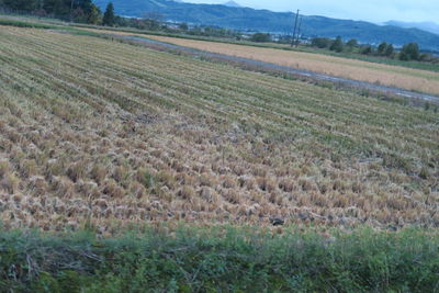 Scenic view of agricultural field against sky