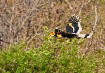 Bird flying