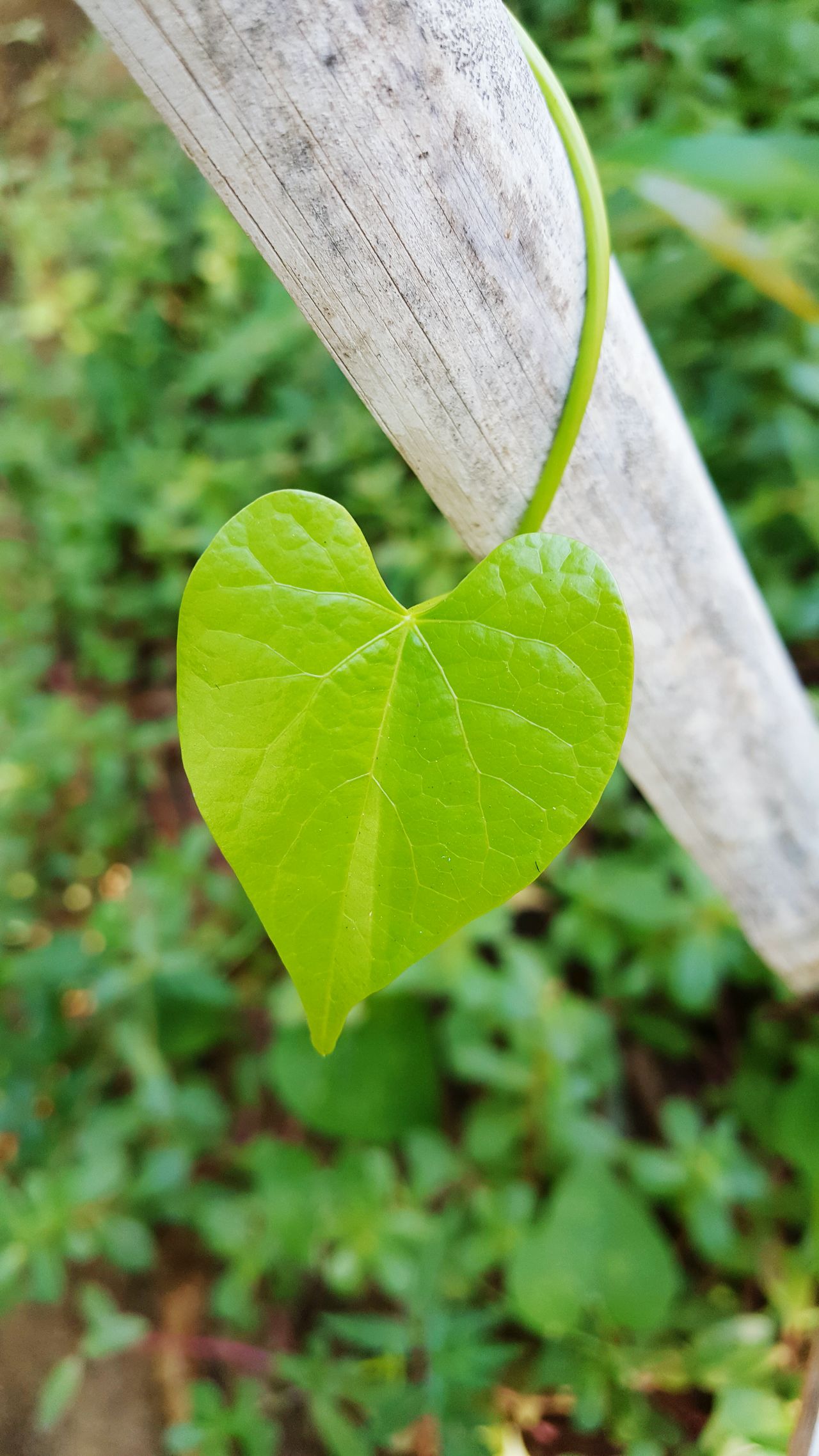 Tender leaf