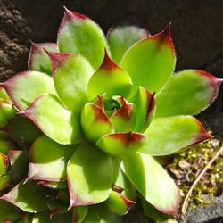 Close-up of plants