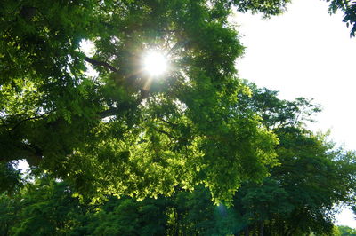 Low angle view of trees against sky