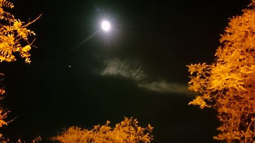 Low angle view of trees against sky at night