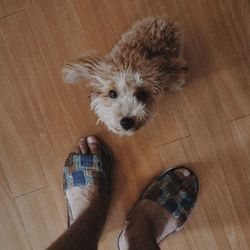 Low section of person holding dog at home