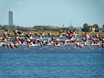 Birds flying over beach against sky