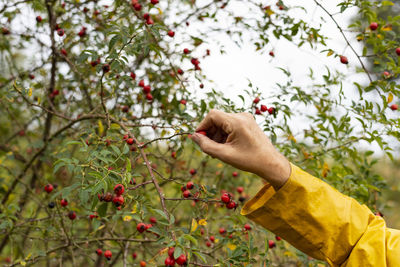 Male's hand collecting rose hip from branch on autumn day