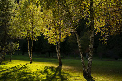 Trees on landscape during autumn
