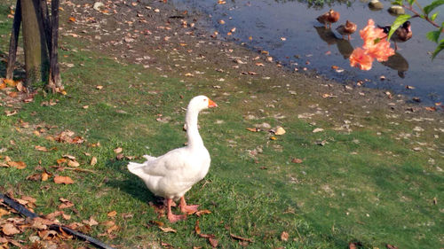 High angle view of swan in water