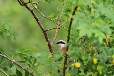 Bird perching on a tree