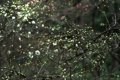 Close-up of plants against blurred background