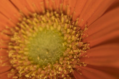 Full frame shot of sunflower