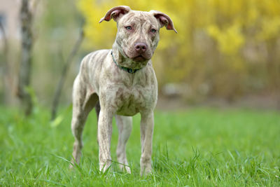 Portrait of dog standing on field