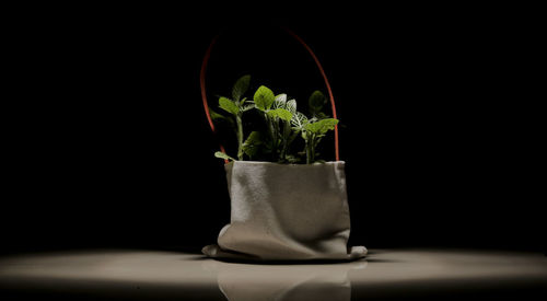 Close-up of potted plant on table against black background