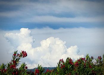 Low angle view of flowers against sky