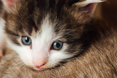 pet