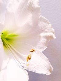 Close-up of bee on white flower