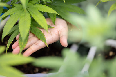 Cropped hand of man holding plant