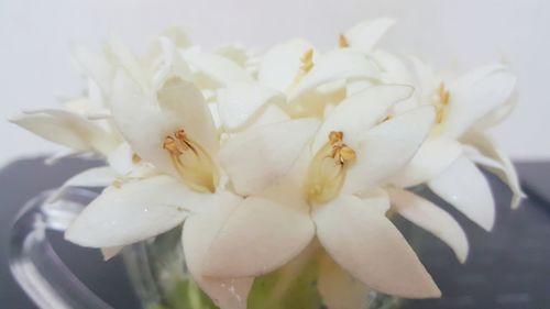 Close-up of white flowering plant