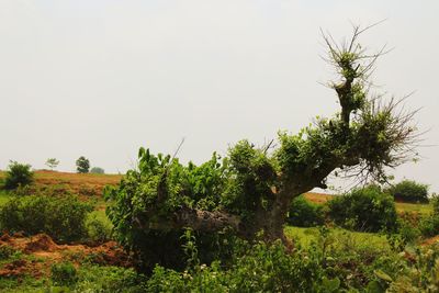 Trees on field against clear sky