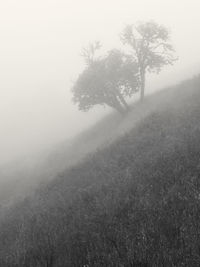 Trees on field against sky