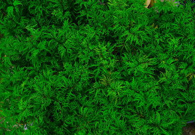 Full frame shot of plants on field