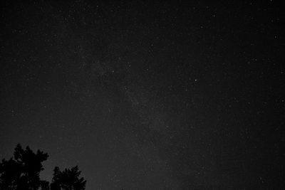 Low angle view of silhouette trees against star field at night