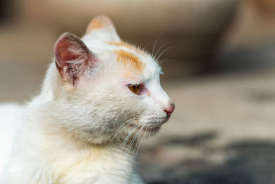 Close-up of a cat looking away