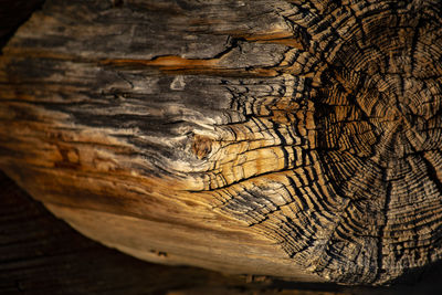 Close-up of tree trunk