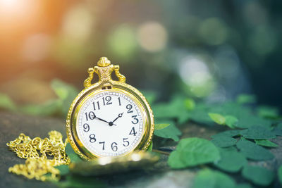 Close-up of clock on leaf