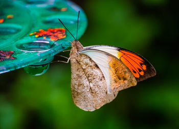 Close-up of butterfly pollinating flower