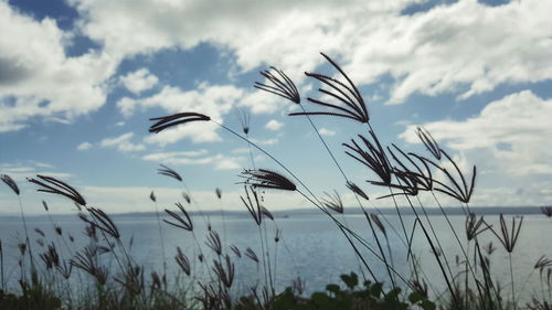 Close-up of stems against calm sea