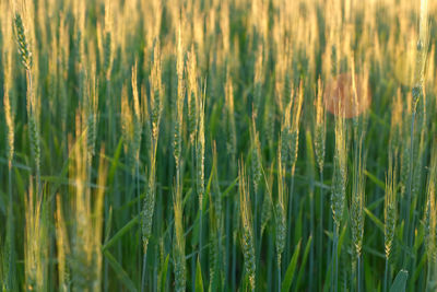 Full frame shot of wheat field