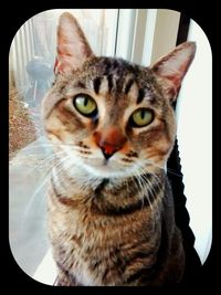 Close-up portrait of cat