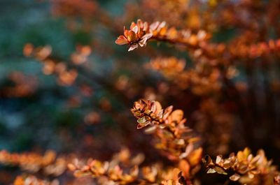 A sprig of barberry on a frosty morning.