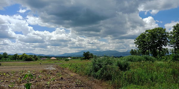 Scenic view of agricultural field against sky