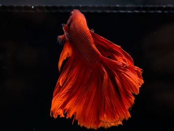 Close-up of fish underwater