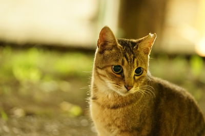 Close-up of cat looking away