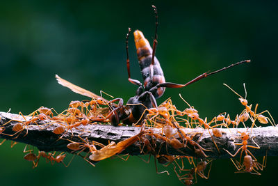 Close-up of insect on dry leaves