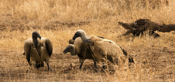 Close up on vultures eating bone rests