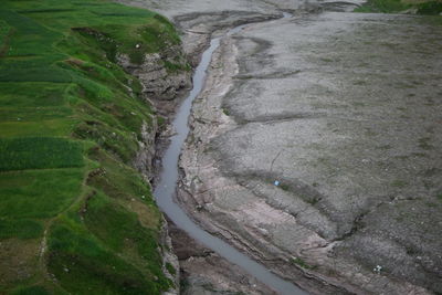 High angle view of rice field