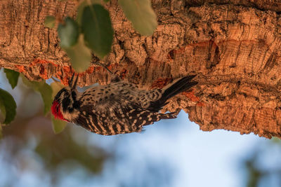 Close-up of woodpecker attached under tree