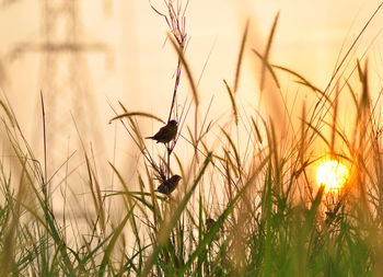 Birds on a grass at sunset