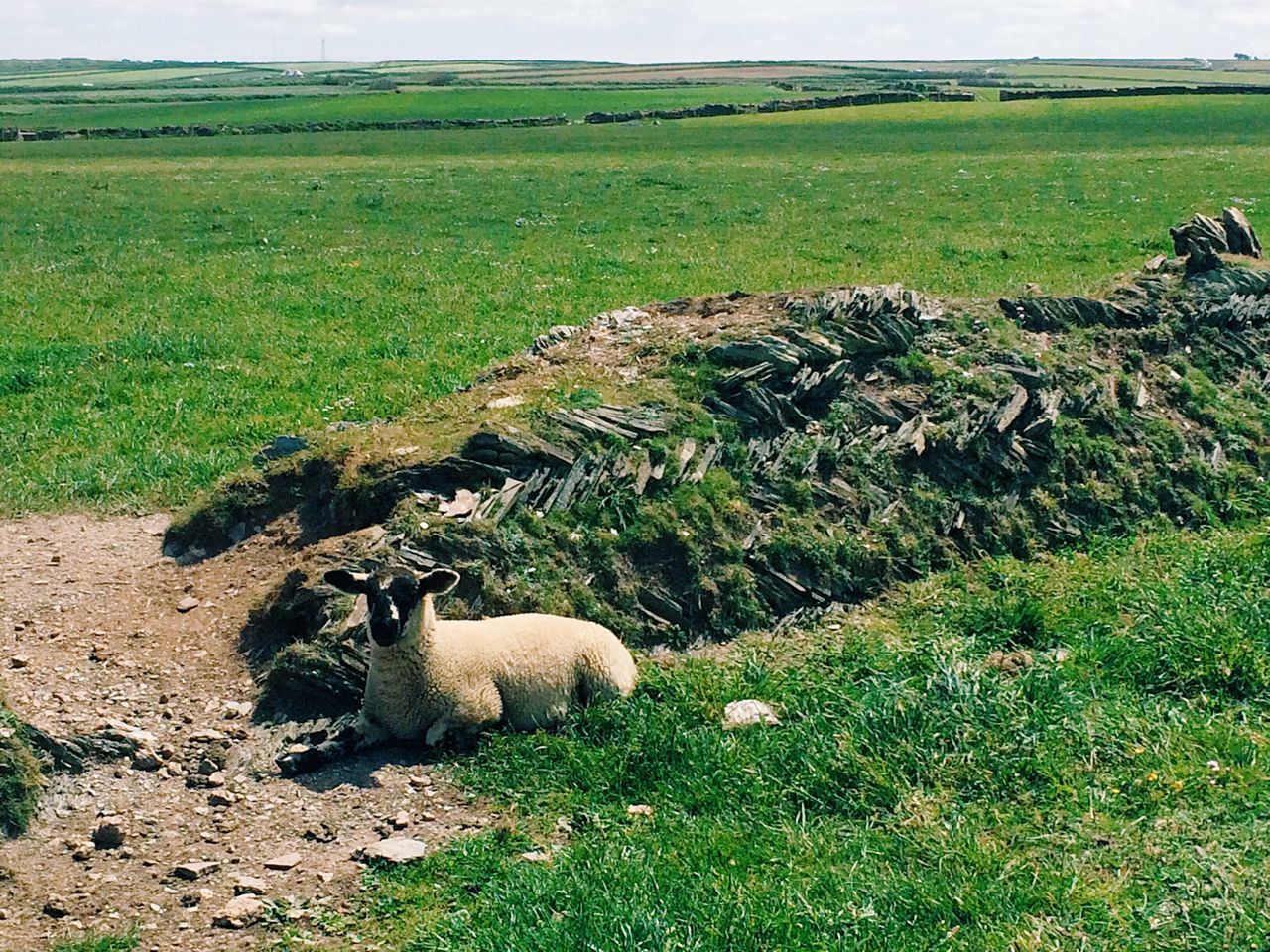 grass, field, landscape, rural scene, grassy, tranquility, tranquil scene, green color, nature, agriculture, bale, hay, growth, scenics, beauty in nature, farm, sky, mammal, grazing, sheep