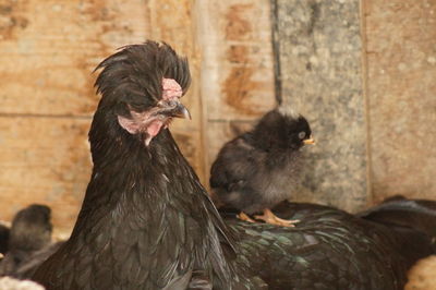 Close-up of rooster in cage