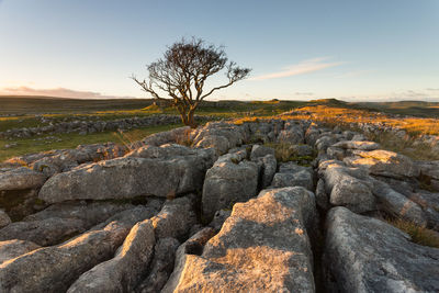 Scenic view of landscape against clear sky